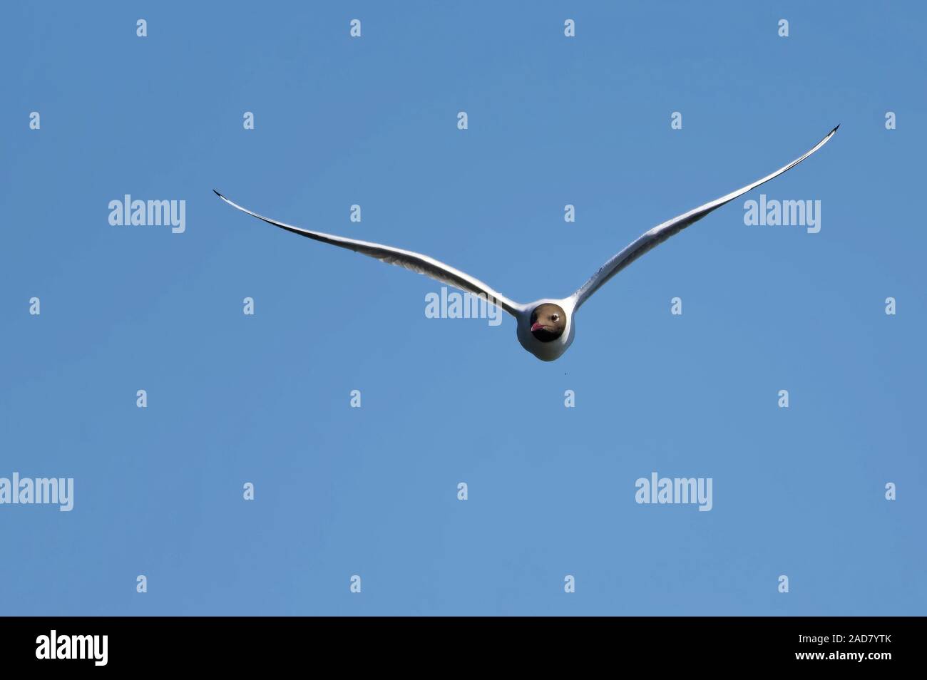 Black-headed gull Stock Photo