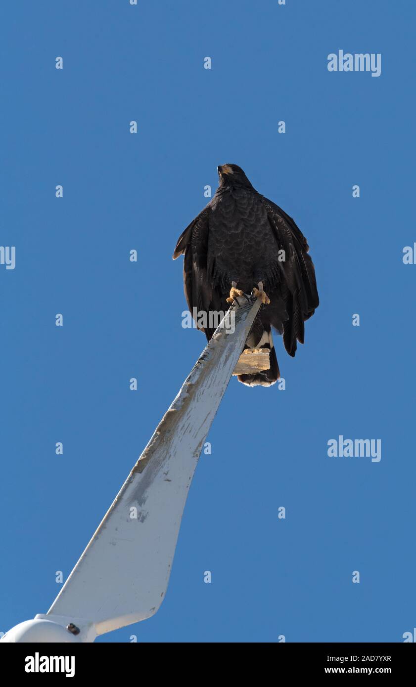 young black accipitriformes sits on a rotor blade of a windmill, yucatan, mexico Stock Photo
