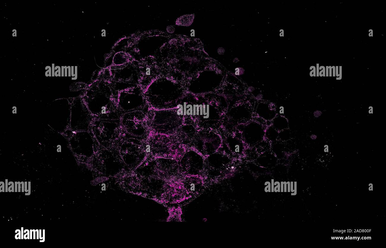 Abstract grunge cellular background Stock Photo