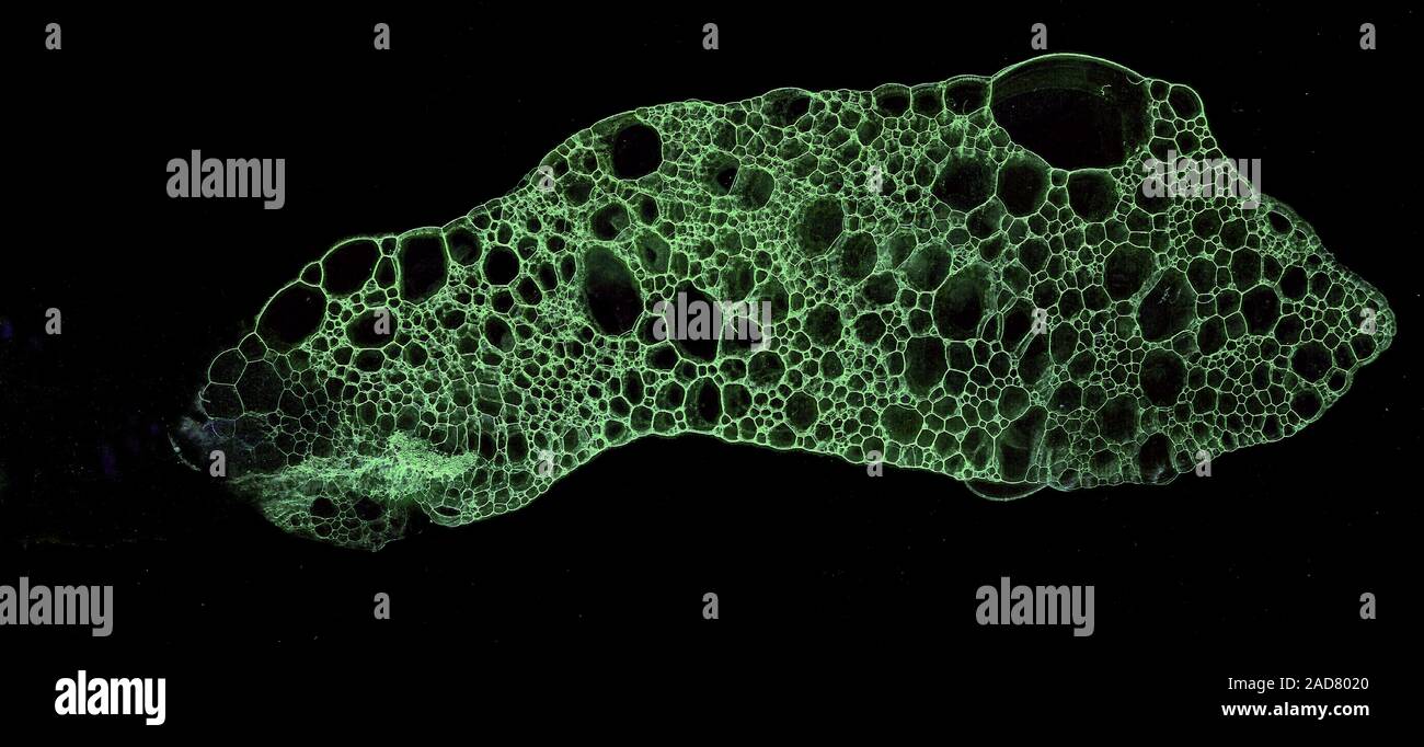 Abstract grunge cellular background Stock Photo