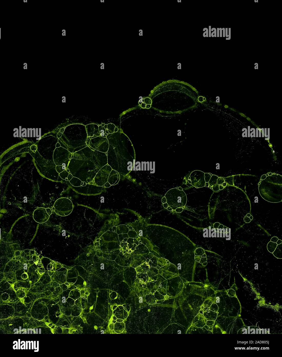 Abstract grunge cellular background Stock Photo