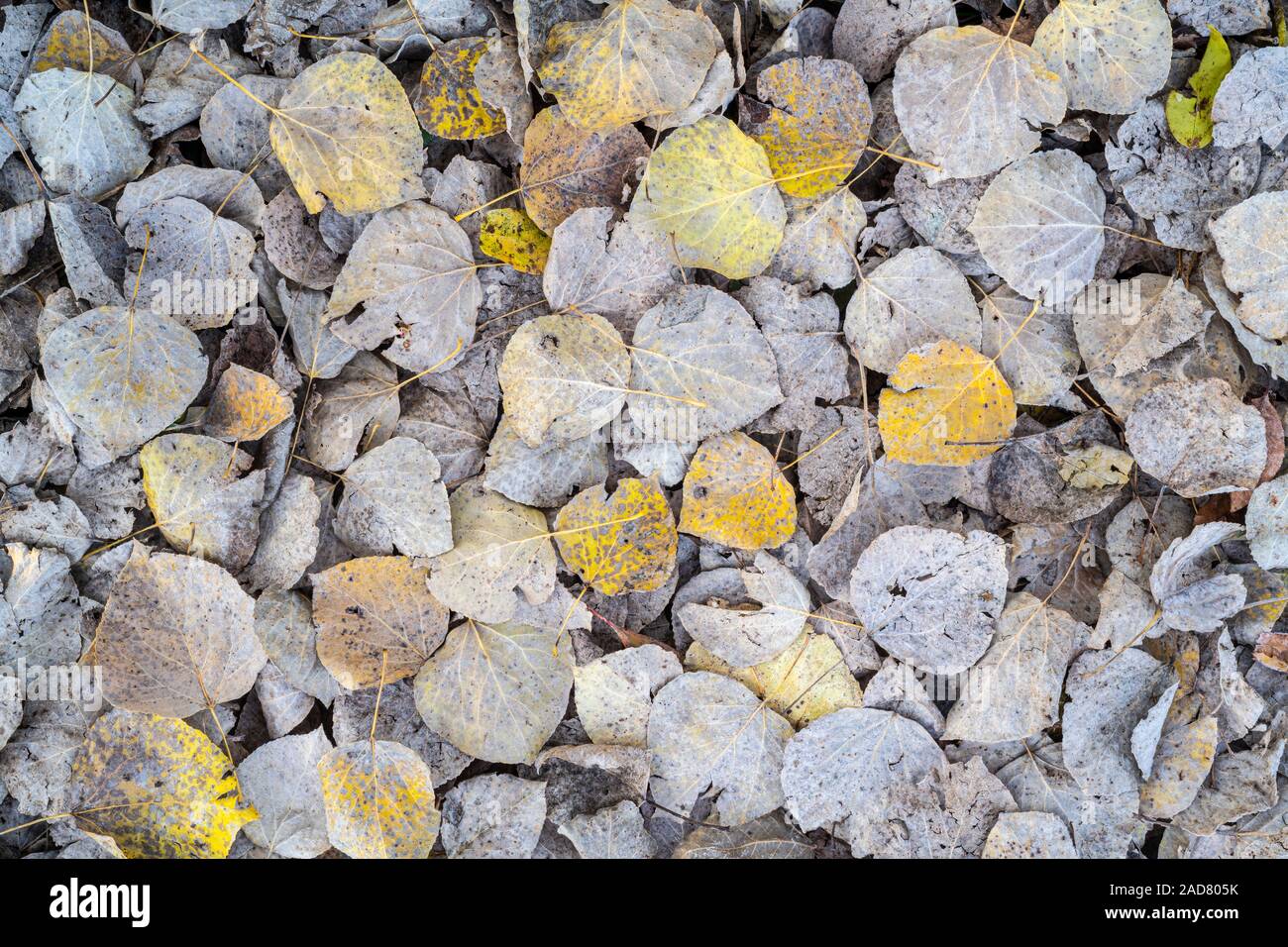 Decaying tree leaves hi-res stock photography and images - Alamy