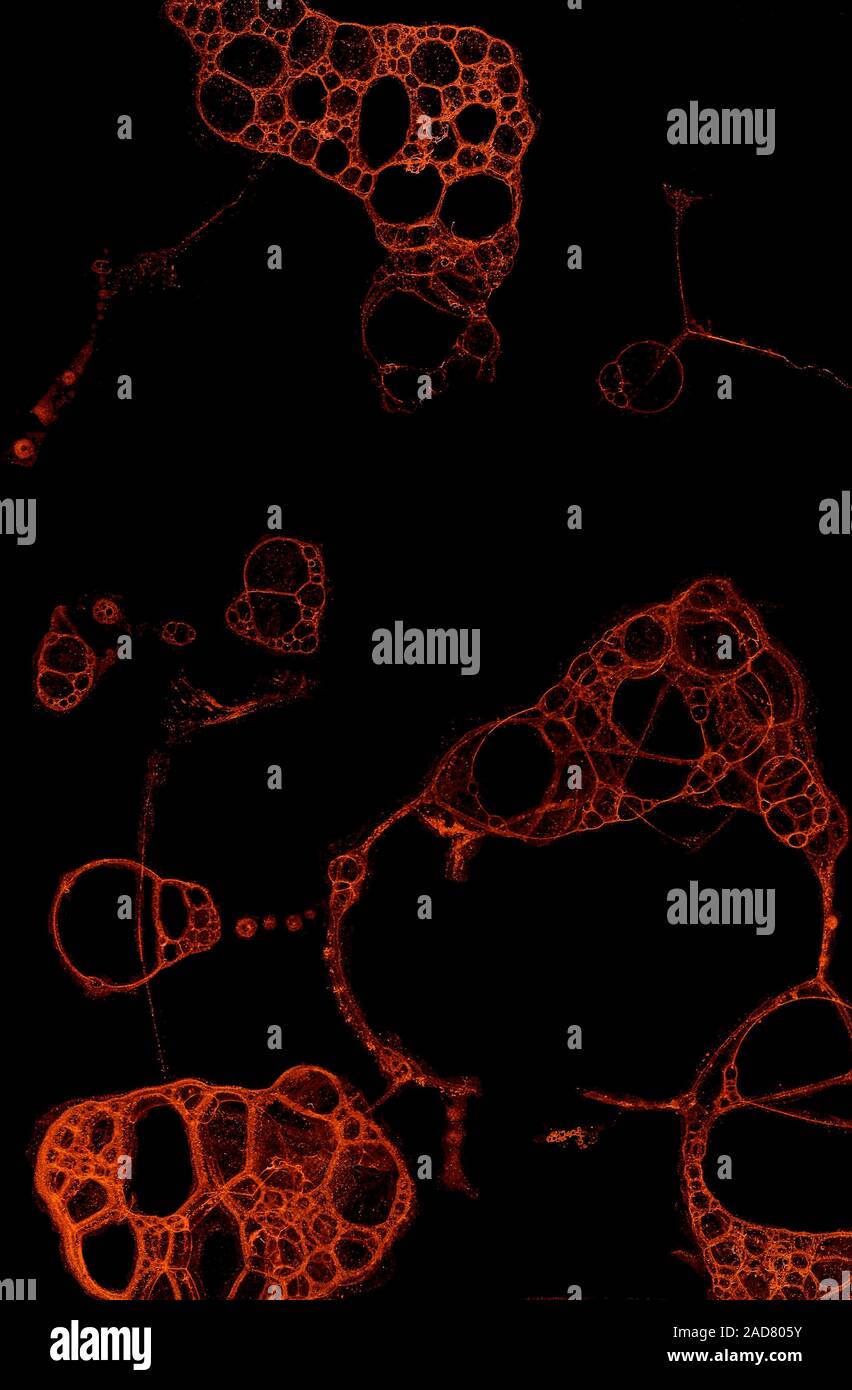 Abstract grunge cellular background Stock Photo