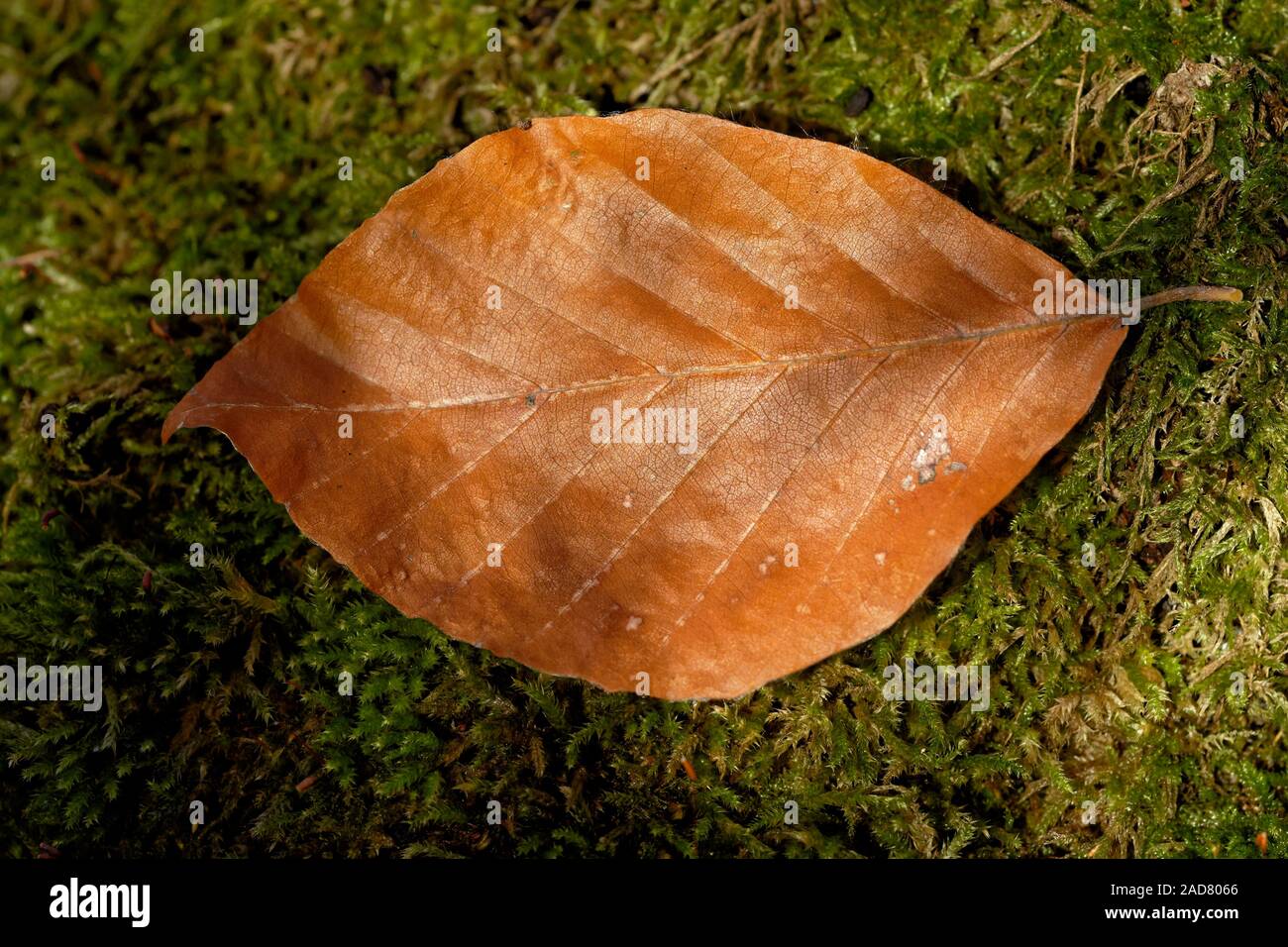 Beech leaf on moss Stock Photo
