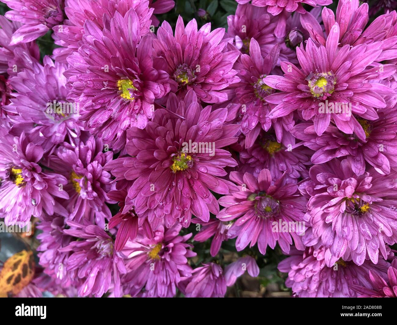 Herbstastern, Chrysanthemen Blüten, pink, chrysanth, chrysanthemum Stock Photo