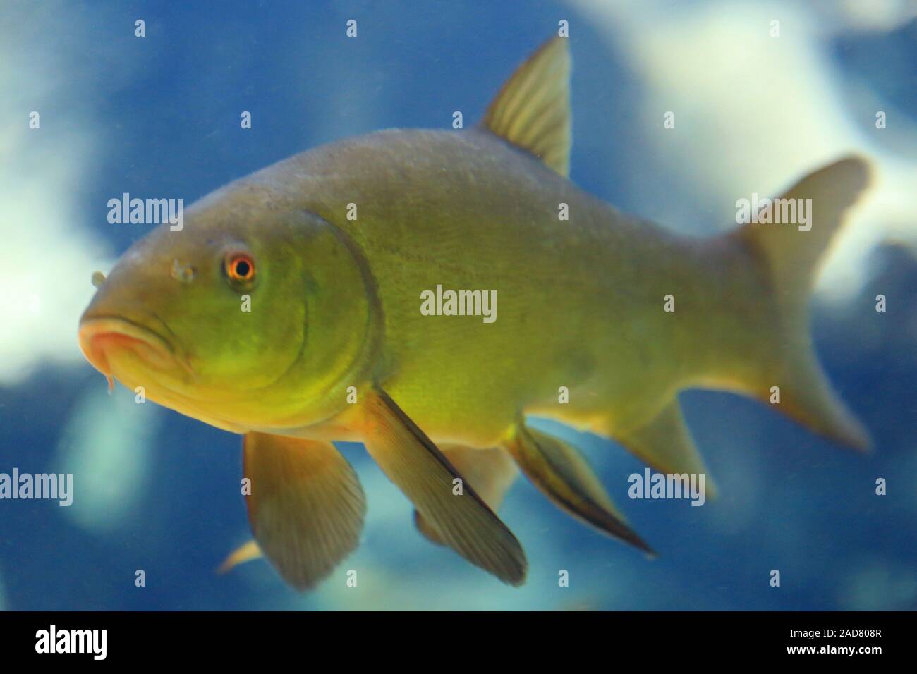Freshwater fish Tench, tench, tinca tinca Stock Photo