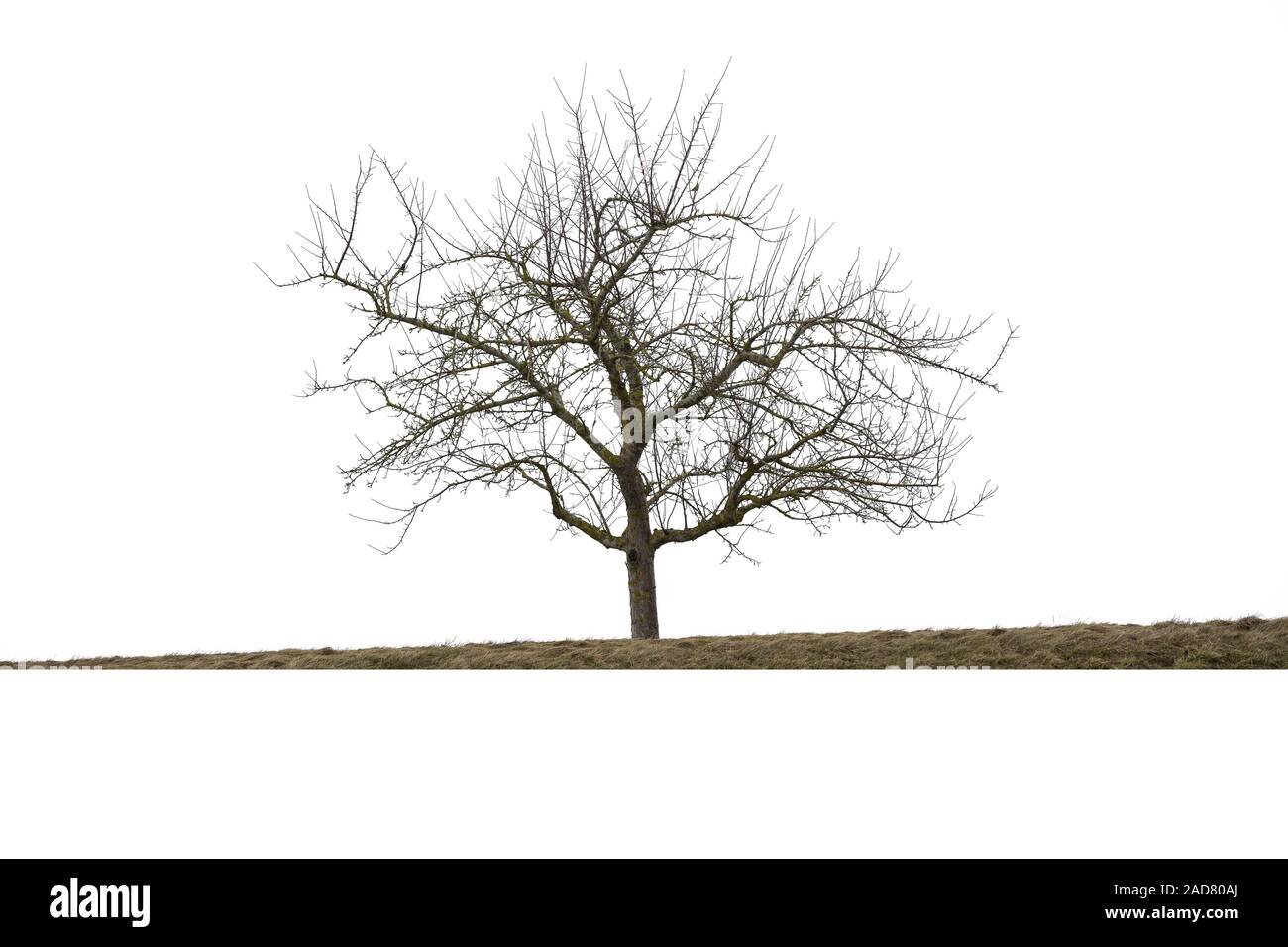 Bald tree in winter, isolated on white background Stock Photo
