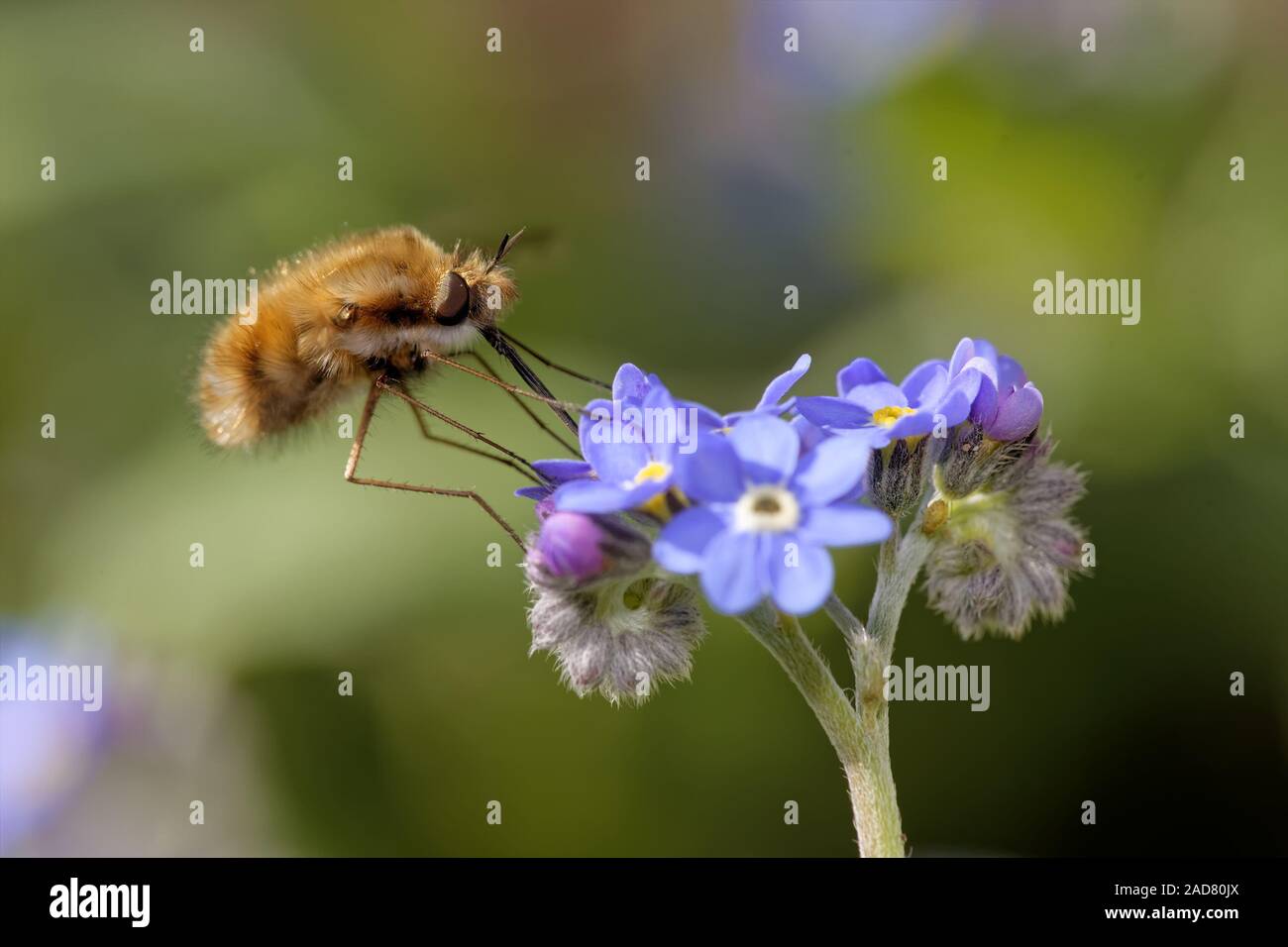 large bee-fly on a forget-me-not Stock Photo