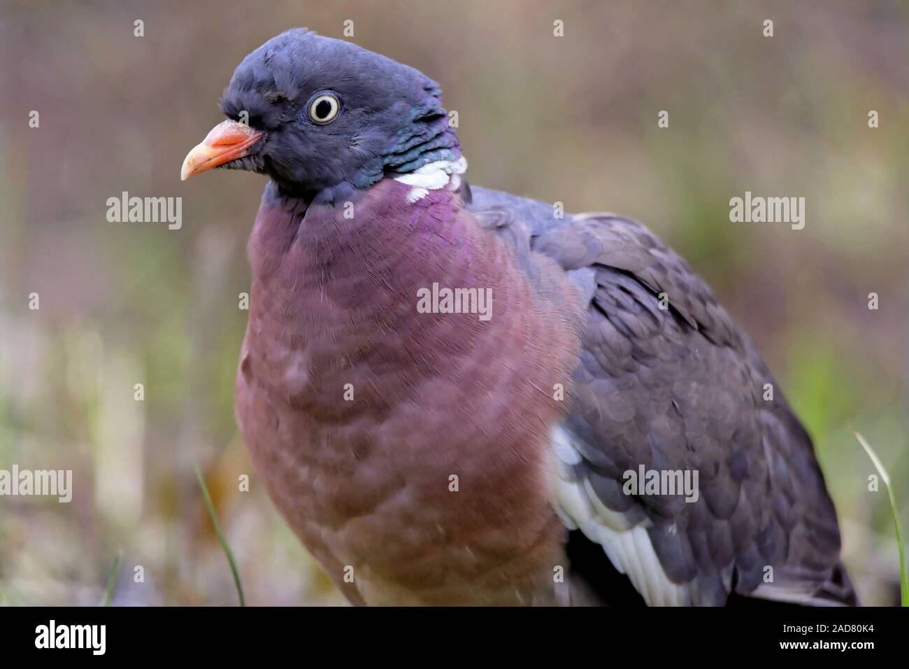 Common wood pigeon Stock Photo
