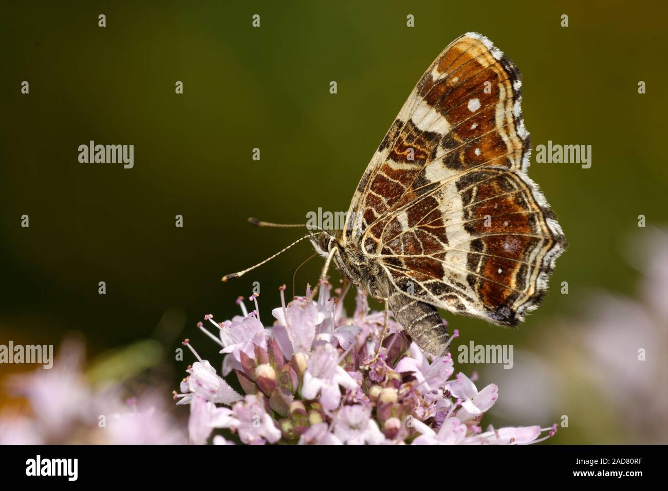map butterfly Stock Photo