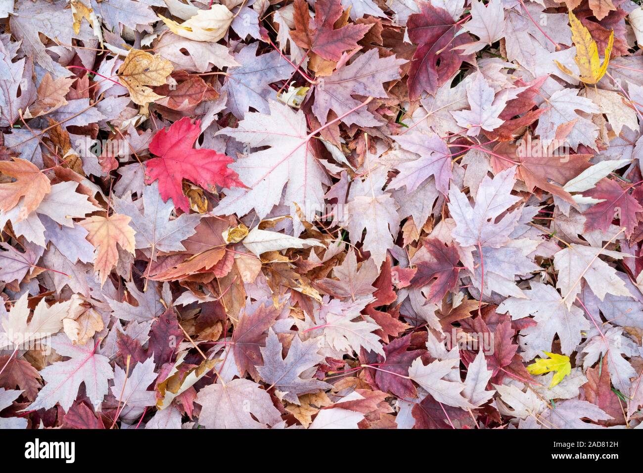 Silver Maple leaves (Acer saccharinum) on forest floor, Autumn, Minnesota, USA, by Dominique Braud/Dembinsky Photo Assoc Stock Photo