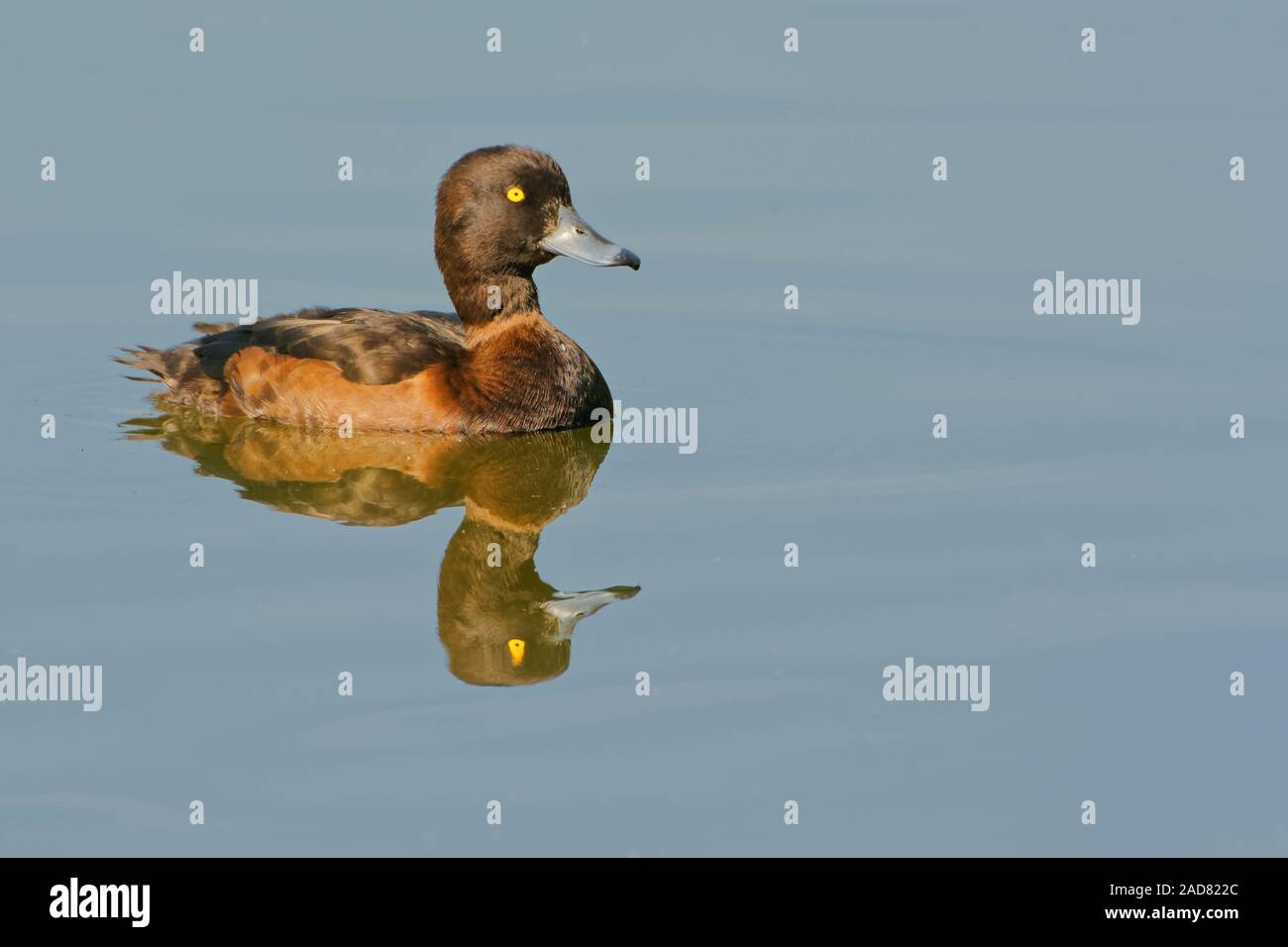 female tufted duck Stock Photo