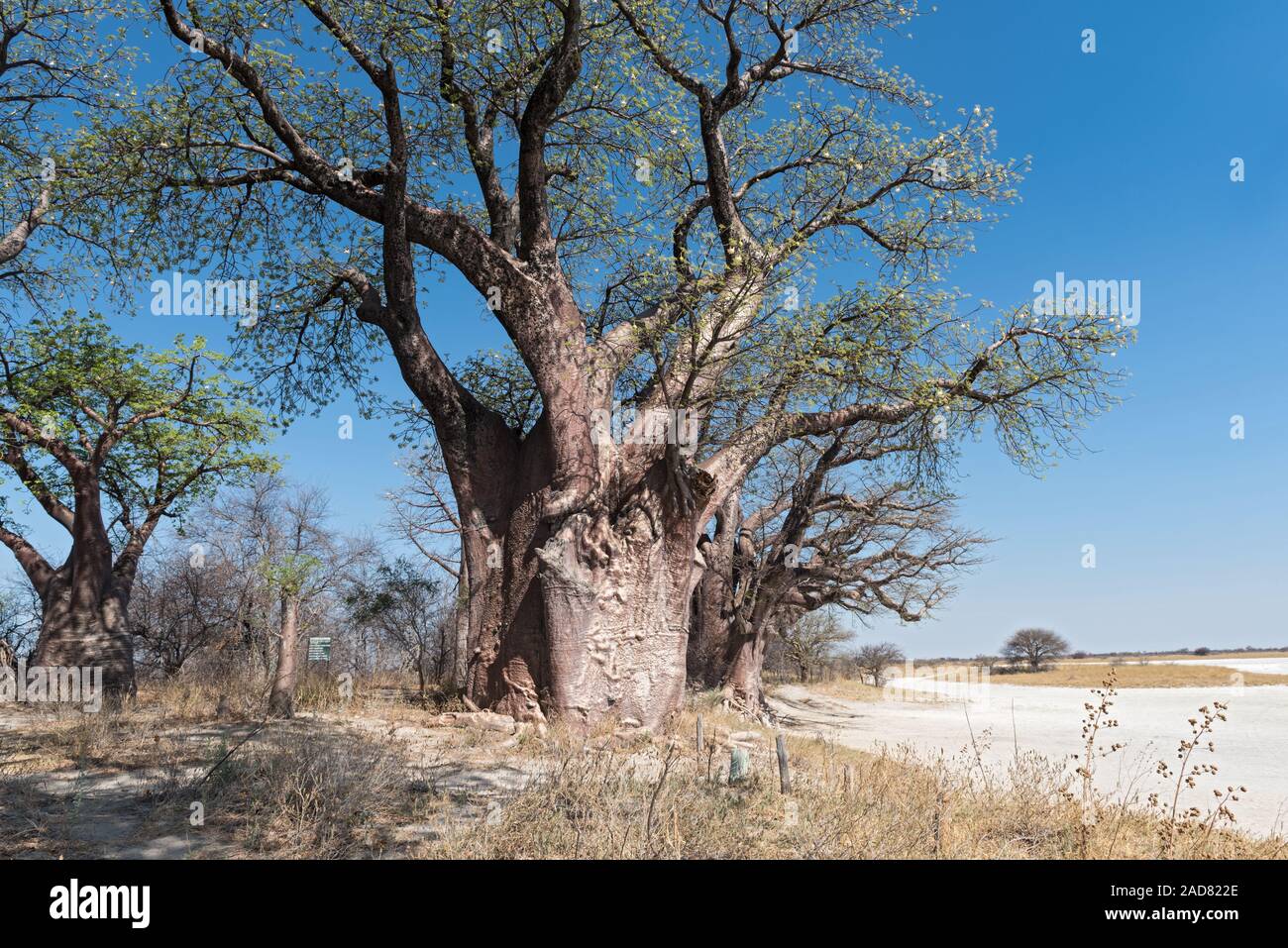 Baobab Trees Kalahari Hi res Stock Photography And Images Alamy Baobab Trees Kalahari Hi res Stock Photography And Images Alamy