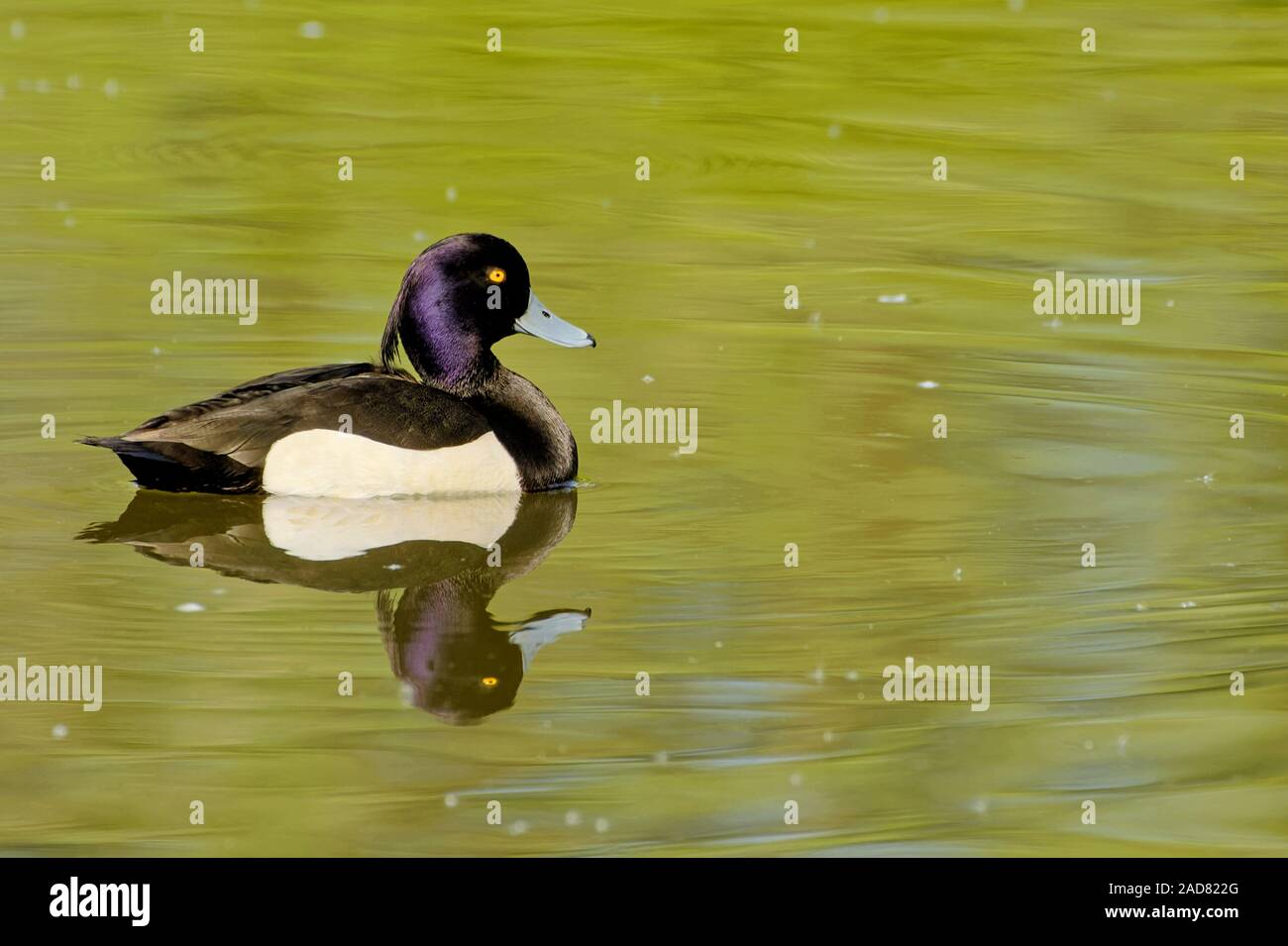 male tufted duck Stock Photo