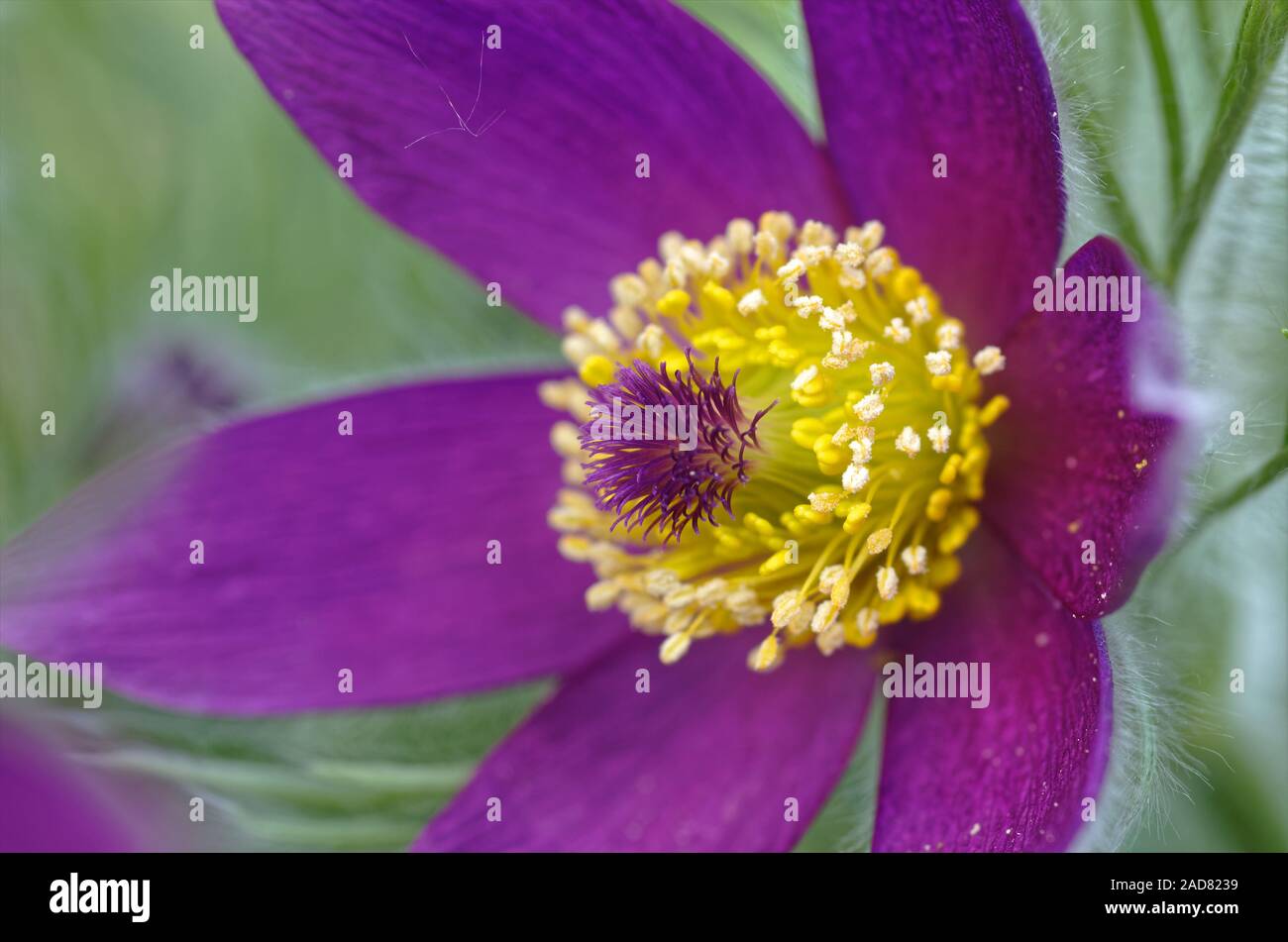 pasque flower Stock Photo