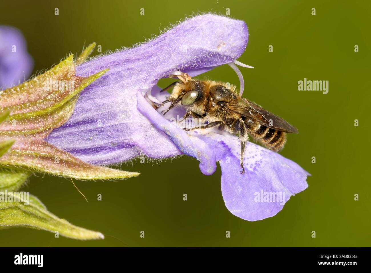 blue mason bee on sage Stock Photo