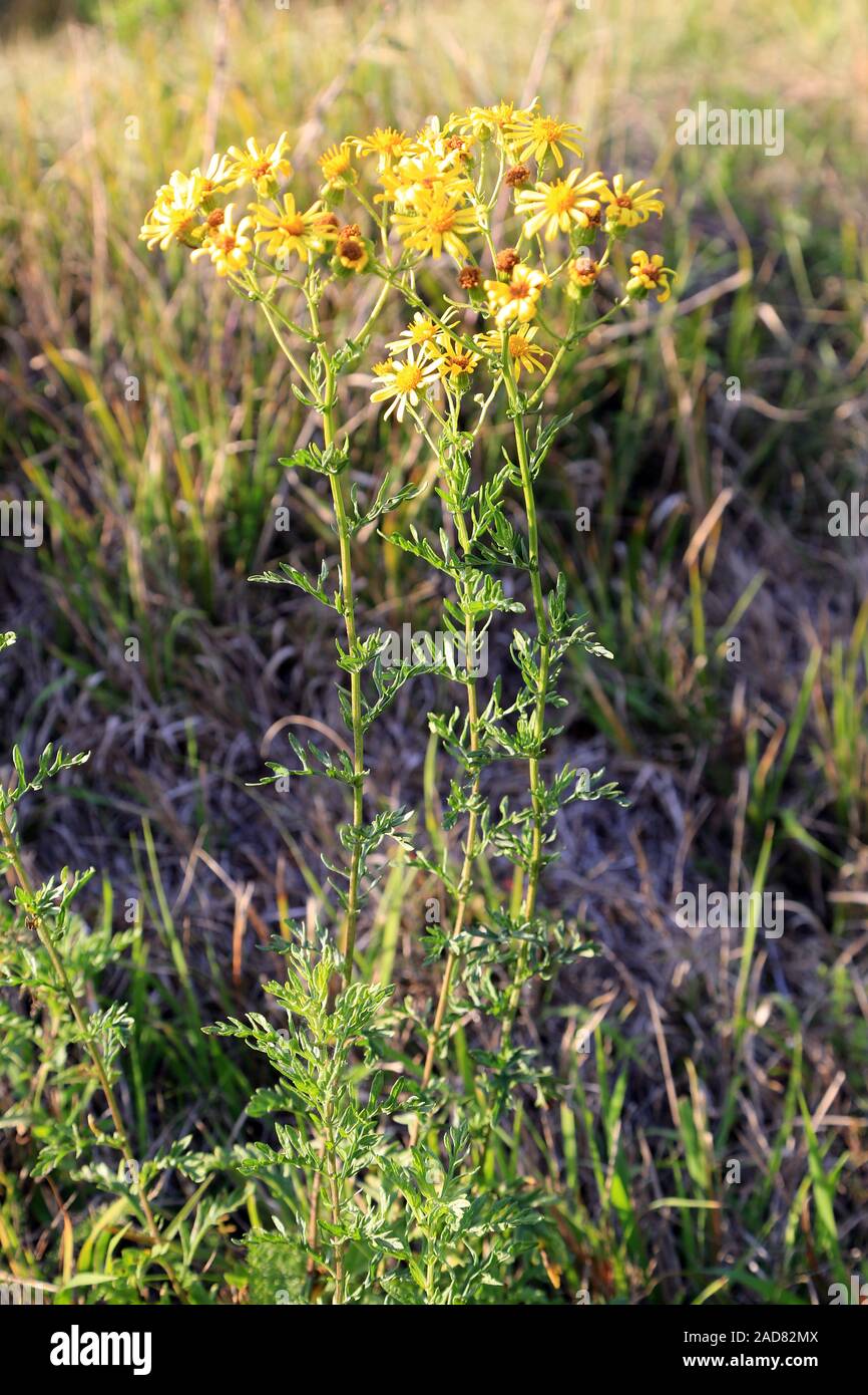 Poisonous Ragweed, Fansy ragwort, sonecio jacobaea Stock Photo