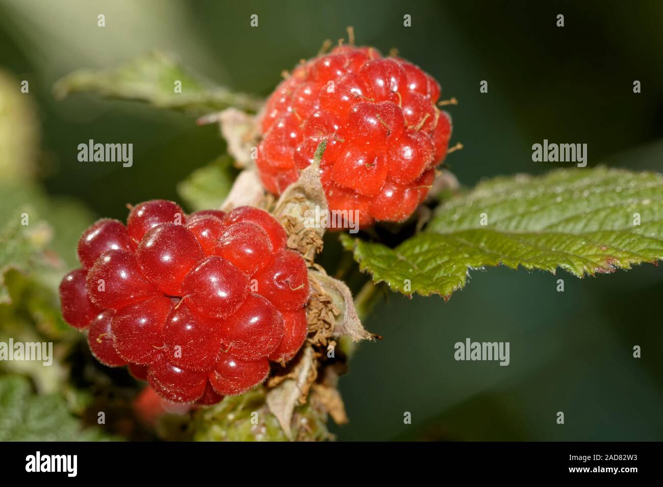 red raspberry Stock Photo