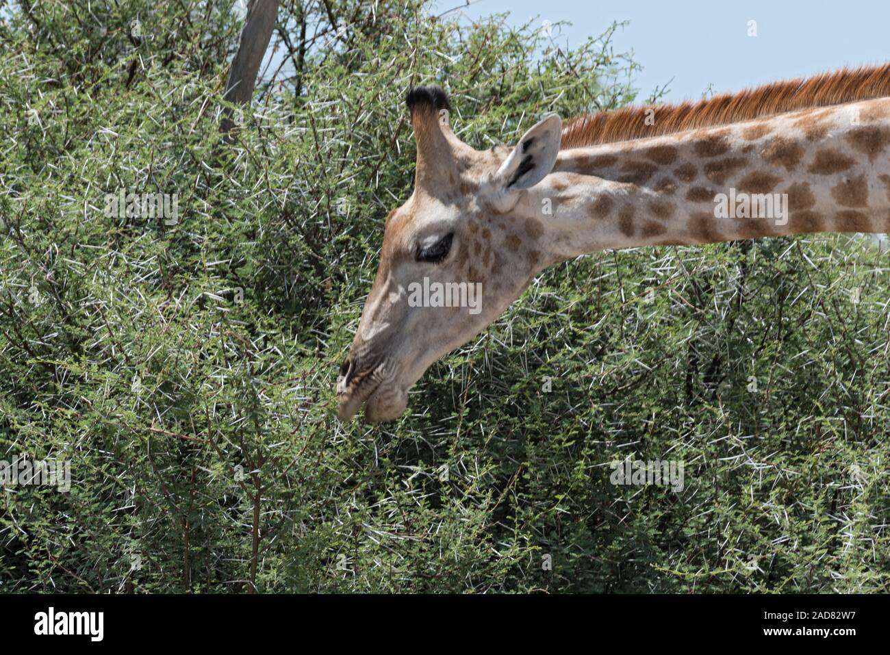 giraffe eating leaves from a large bush, Botswanagiraffe eating leaves from a large bush, Botswana Stock Photo