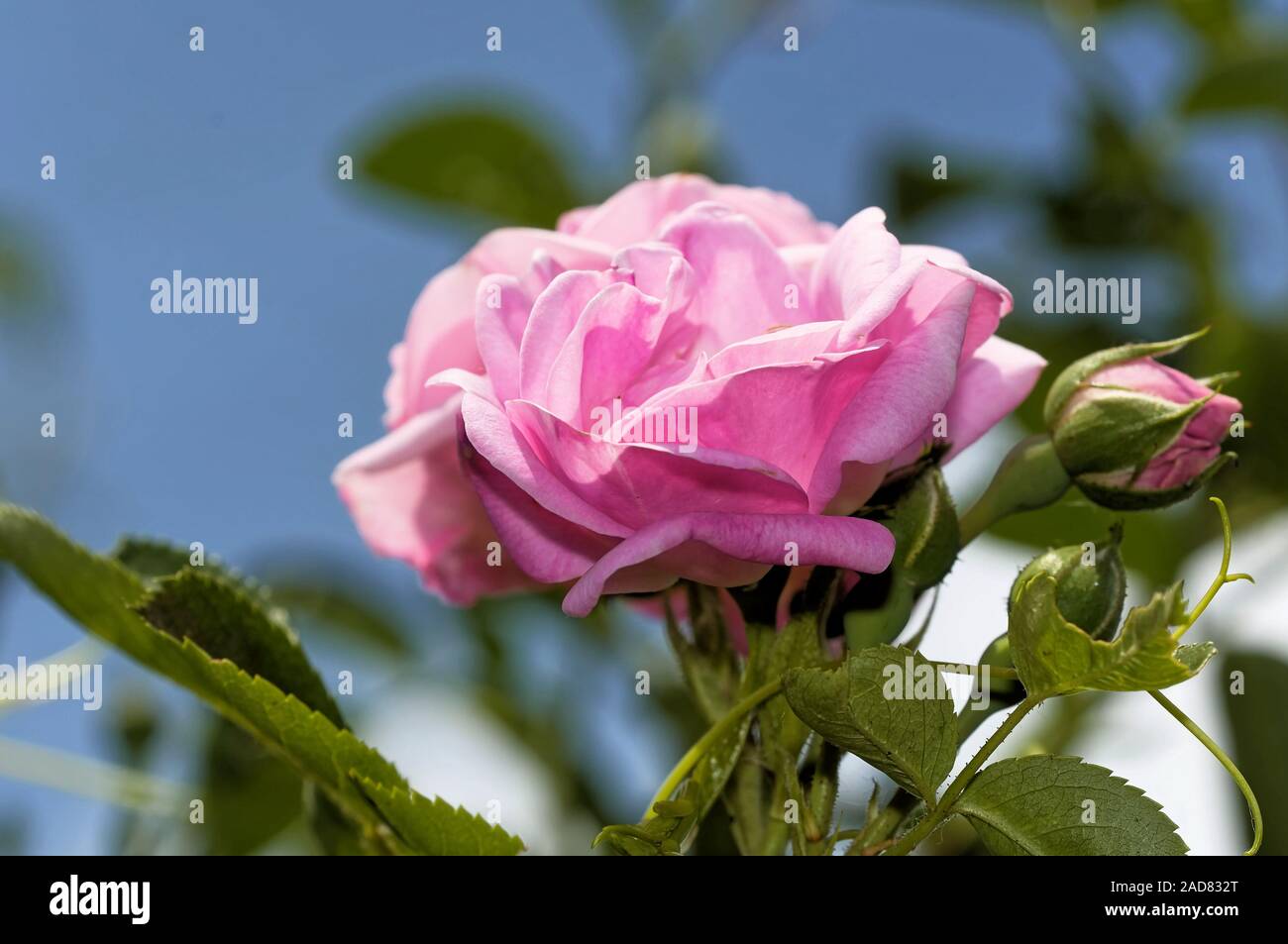Beautiful climbing rose hi-res stock photography and images - Alamy