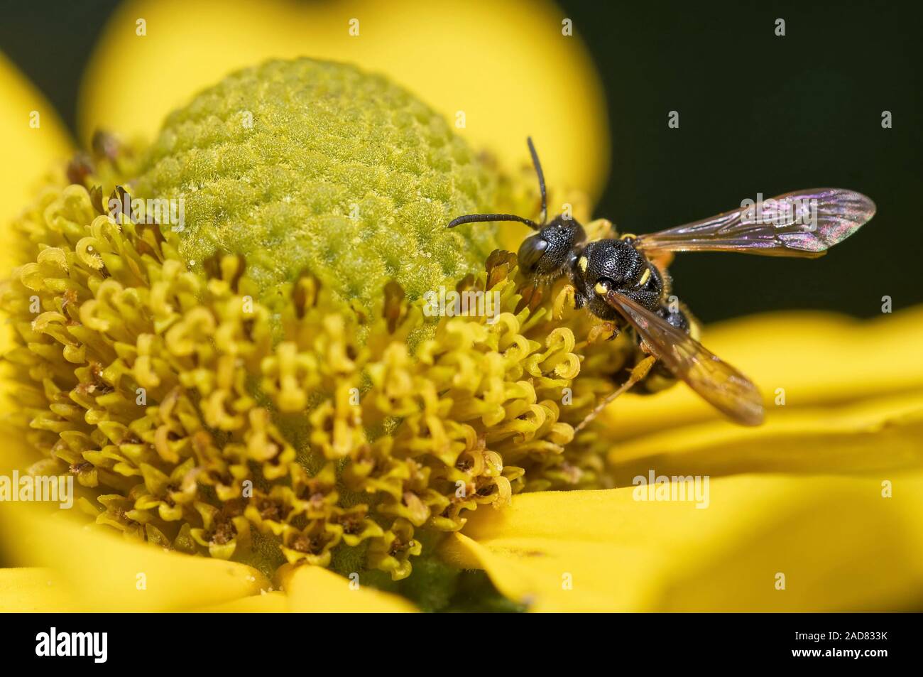 ornate tailed digger wasp Stock Photo