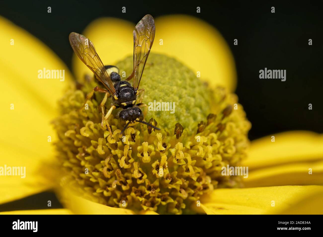 ornate tailed digger wasp Stock Photo