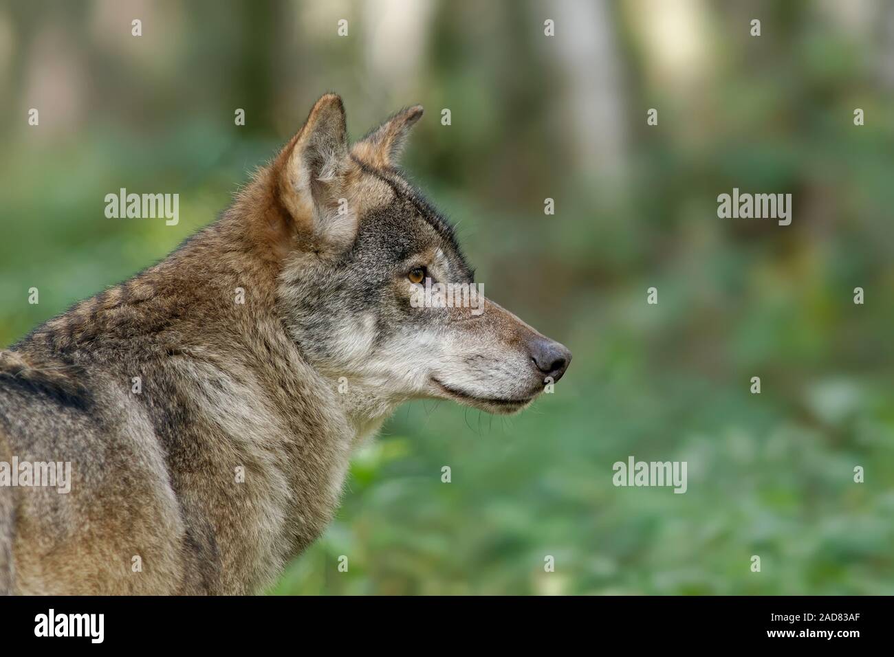 Eurasian wolf Stock Photo