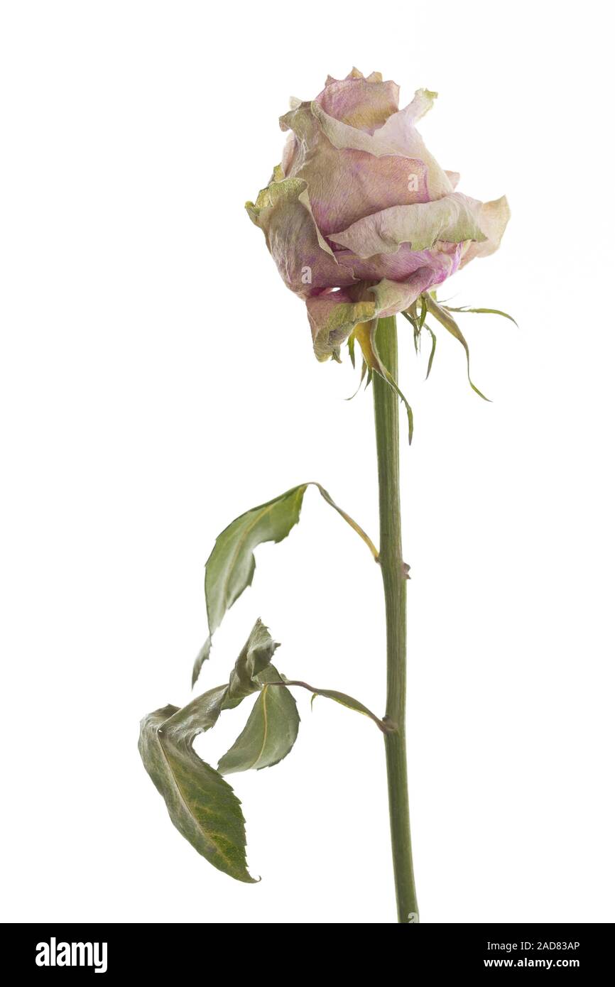 Dried rose standing in front of a white background Stock Photo - Alamy
