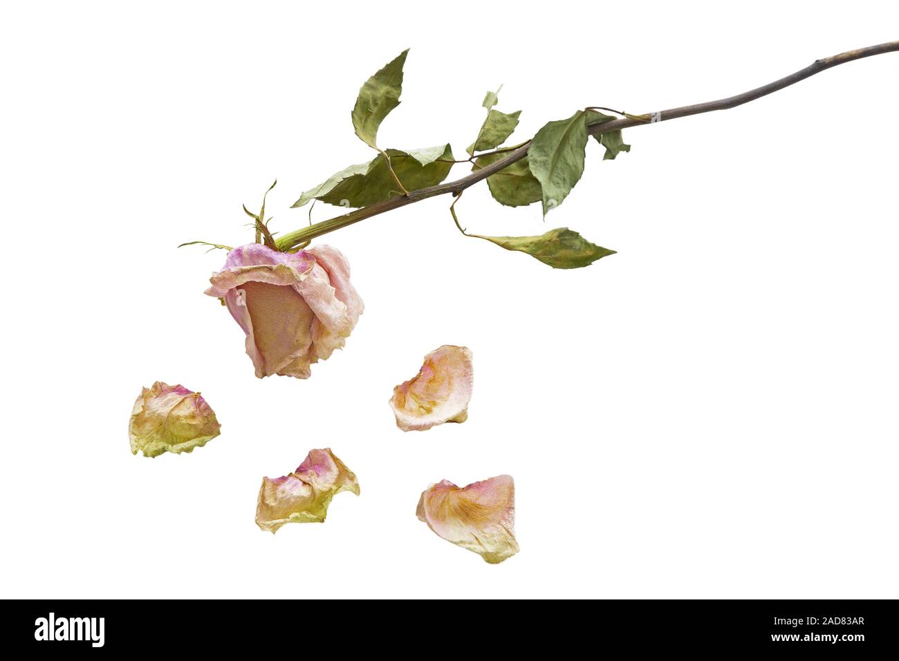 Dried rose with petals on white background Stock Photo - Alamy