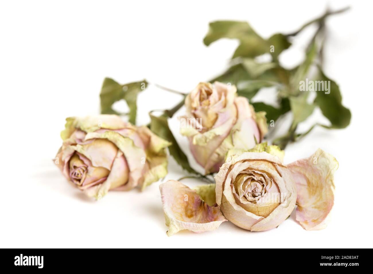 Three dried roses on a white background Stock Photo