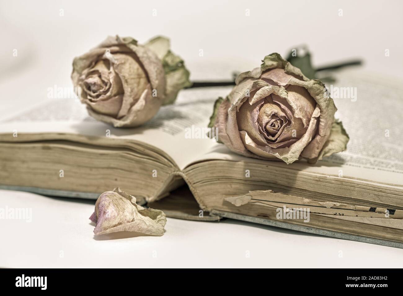 Book rose roses hi-res stock photography and images - Alamy
