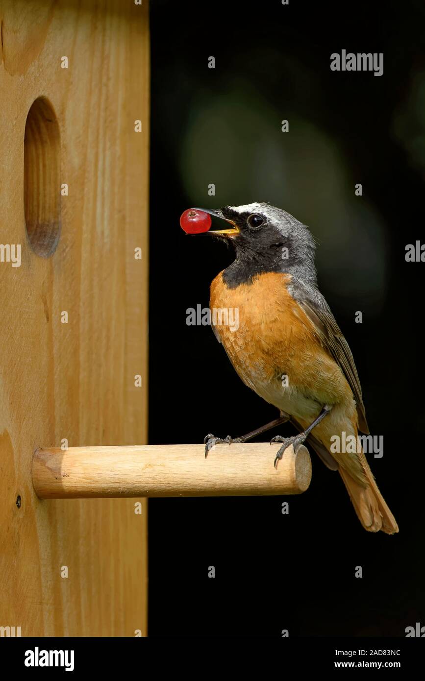 common redstart at the nesting box Stock Photo