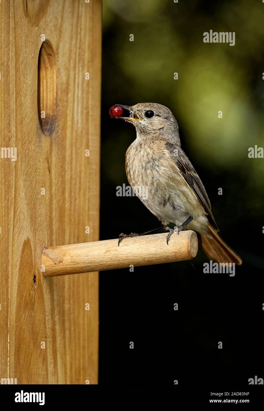 common redstart at the nesting box Stock Photo