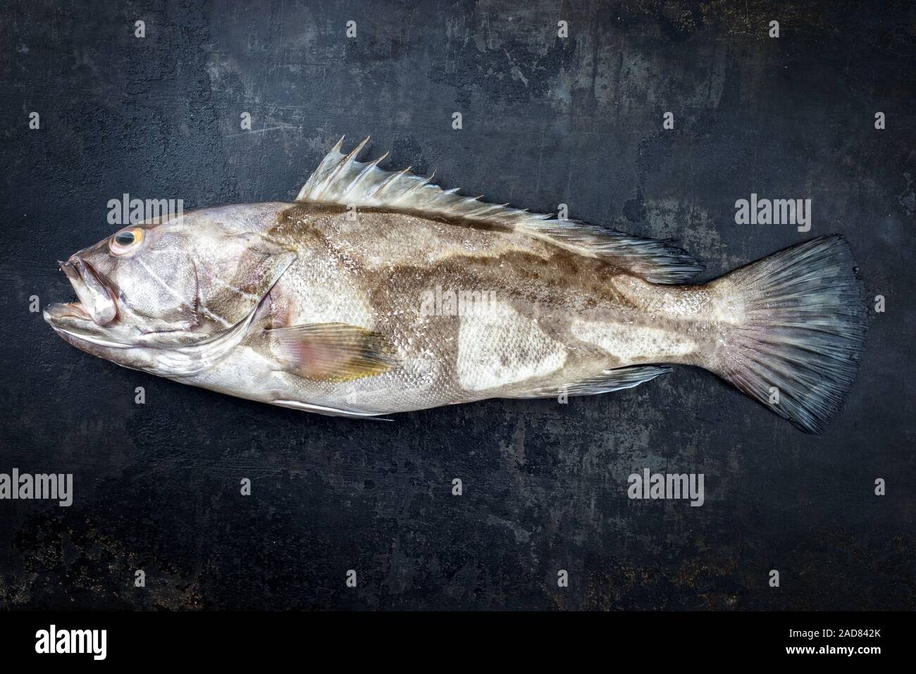 Fresh saltwater white grouper as top view on black rustic background with copy space Stock Photo