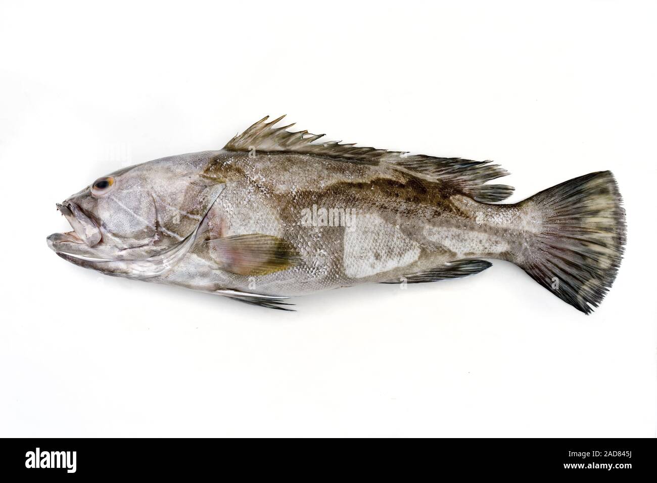 Fresh saltwater white grouper as top view on white background with copy space  isolated Stock Photo