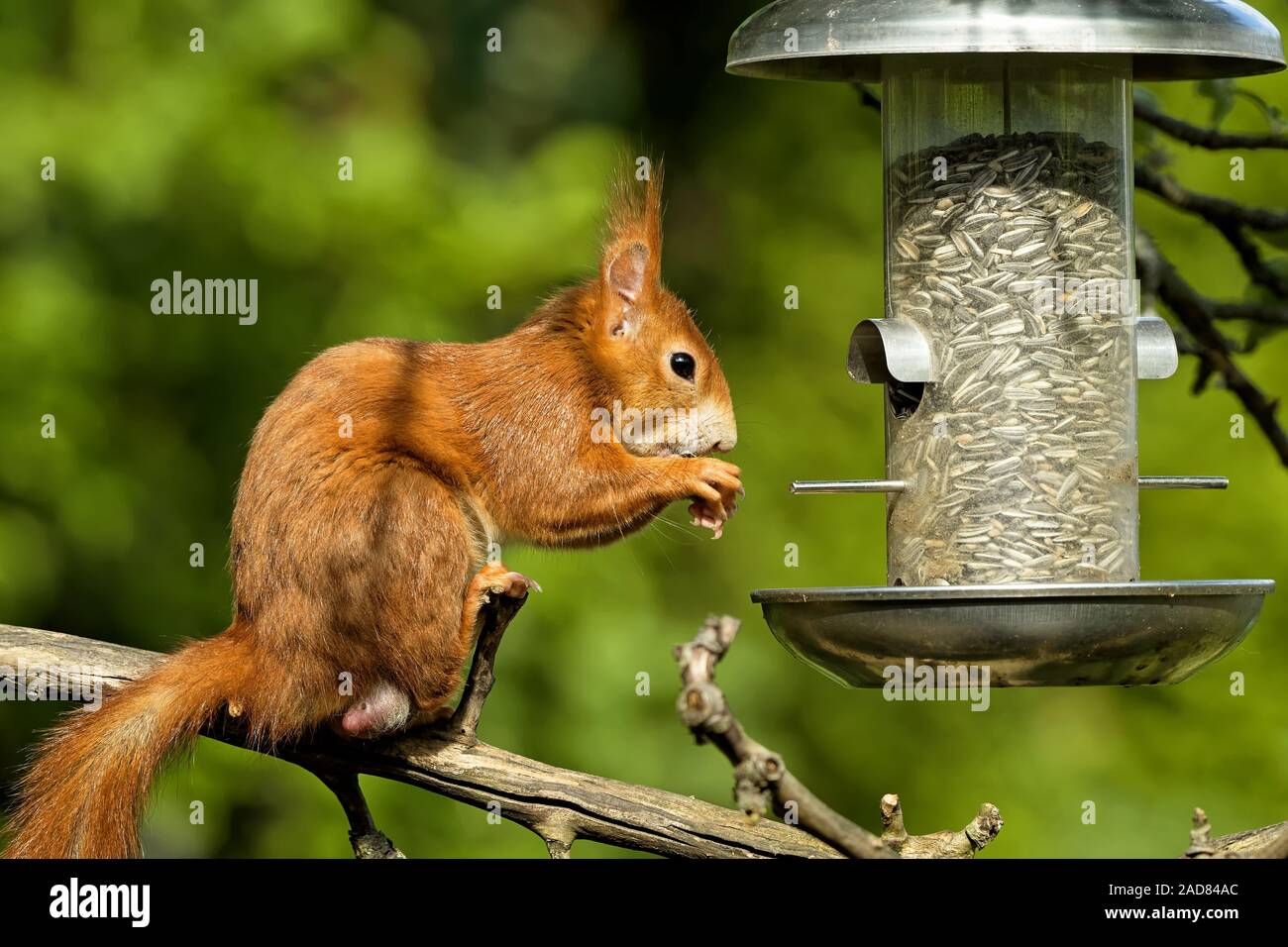 Seed eating animals hires stock photography and images Alamy