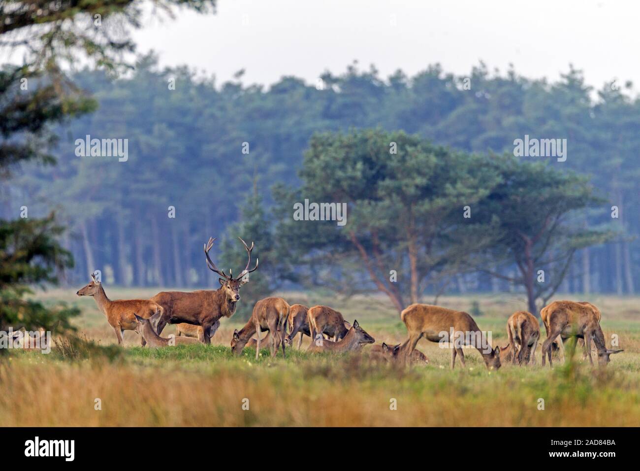 Red Deer, stag, hind, calf, Cervus elaphus Stock Photo