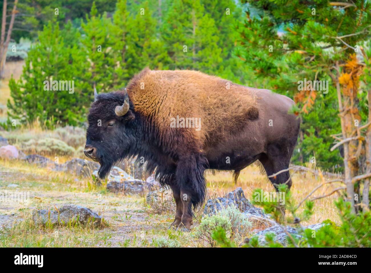 American Bison in the field of Yellowstone National Park, Wyoming Stock Photo