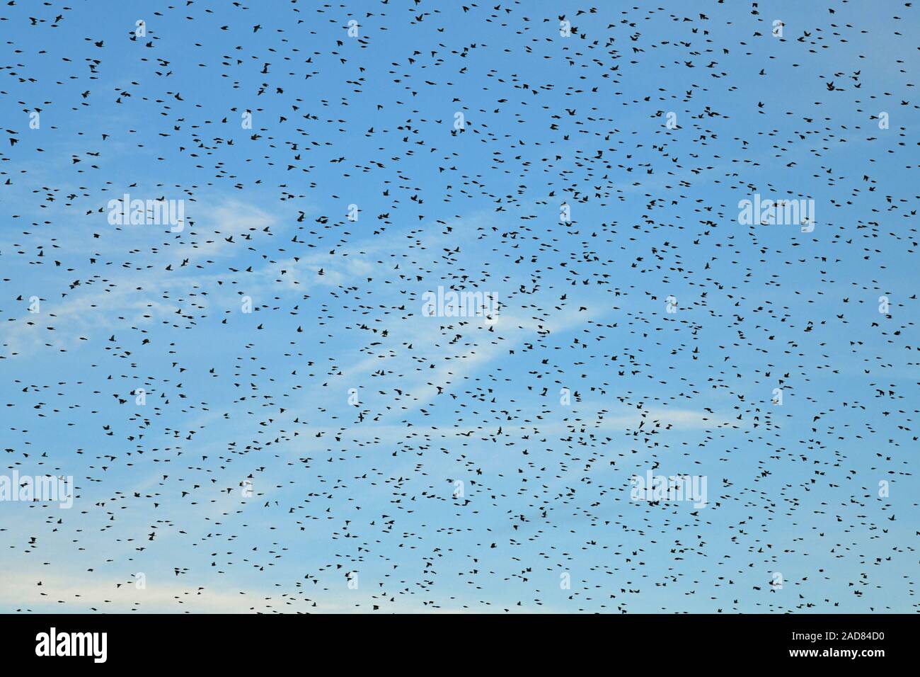 A Swarm of Nordic Mountain Finches near Tengen in Hegau 18.01.2019 Stock Photo