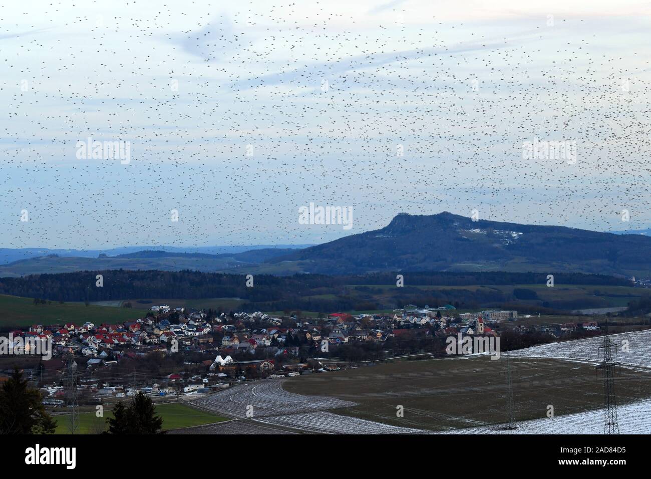 Hegau, Tengen, Hohenstoffeln, winter quarters of Nordic mountain finches 18.01.2019 Stock Photo