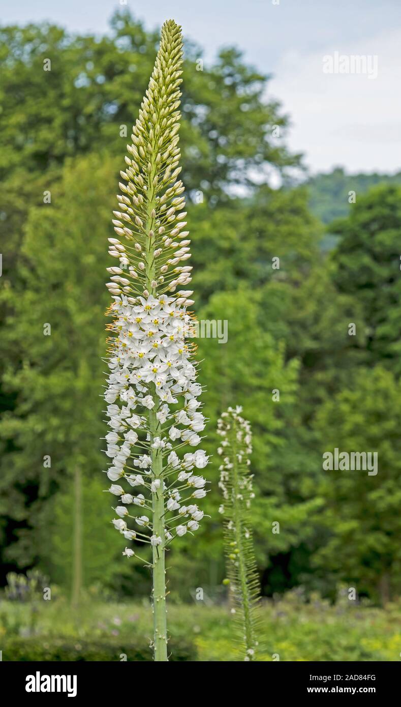 Foxtail lilies 'genus Eremurus' Stock Photo Alamy