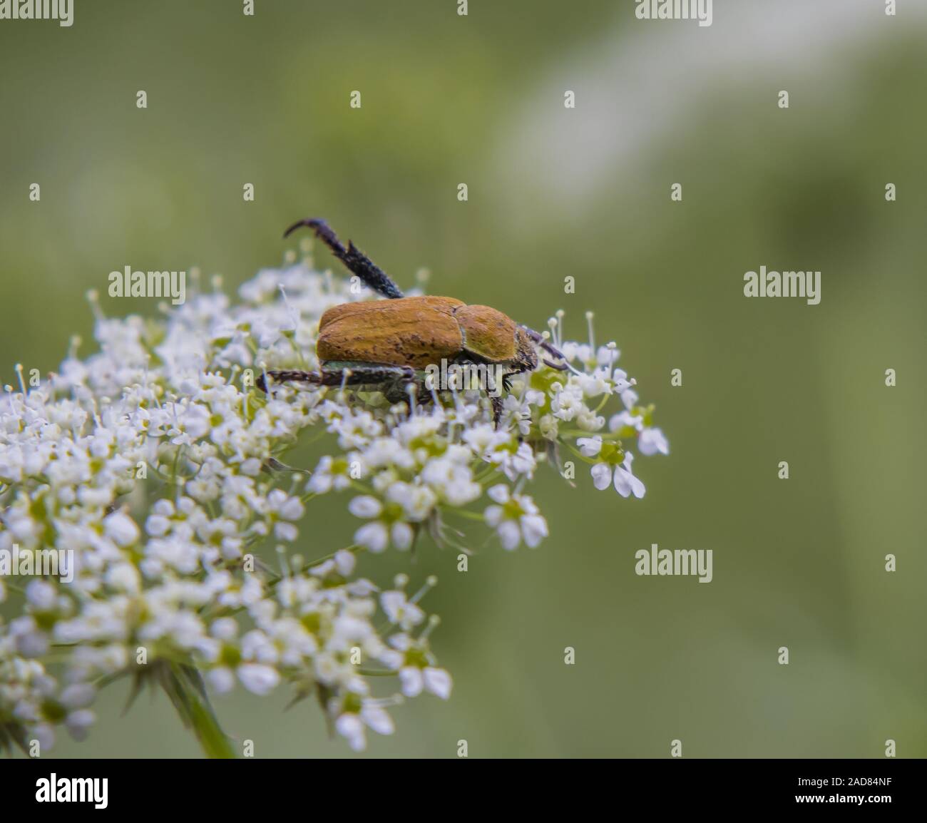 Scarab beetle   'Hoplia argentea' Stock Photo