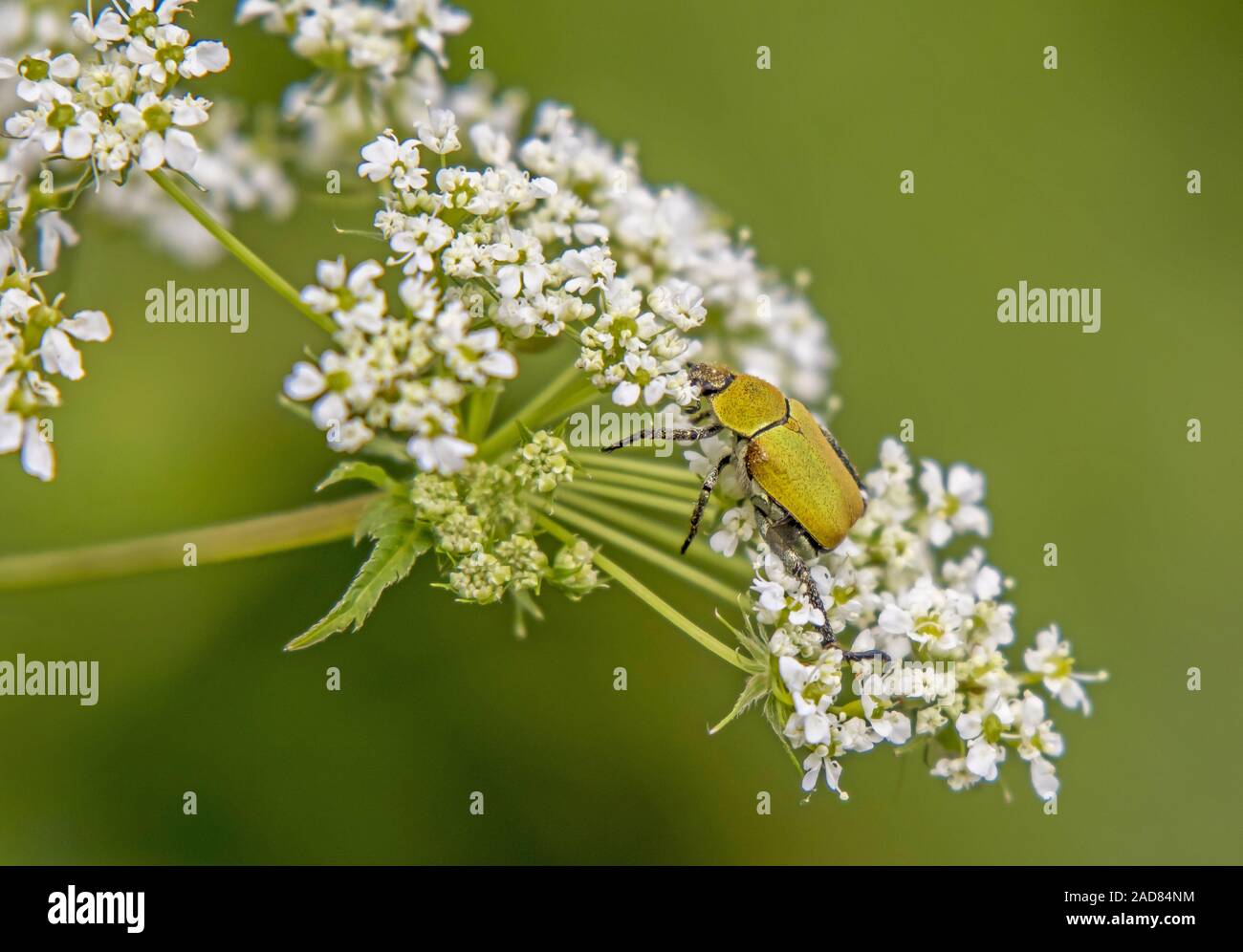 Scarab beetle   'Hoplia argentea' Stock Photo