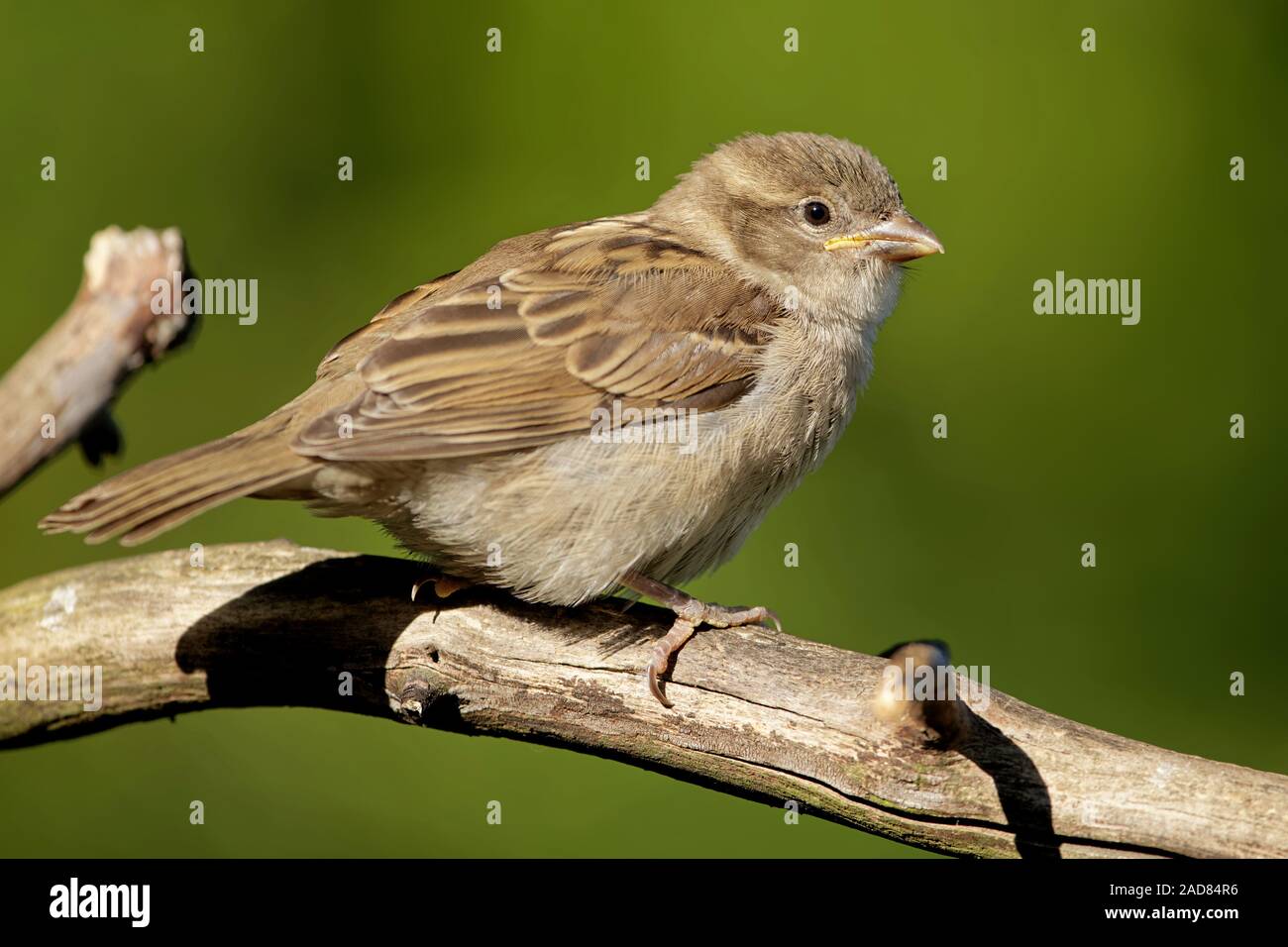 juvenile housesparrow Stock Photo