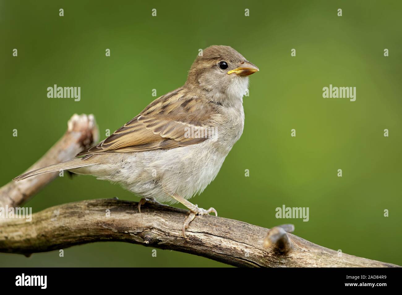young housesparrow Stock Photo