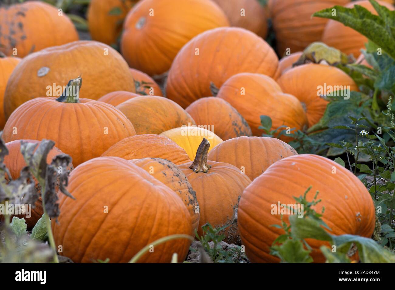 pumpkins on the field Stock Photo