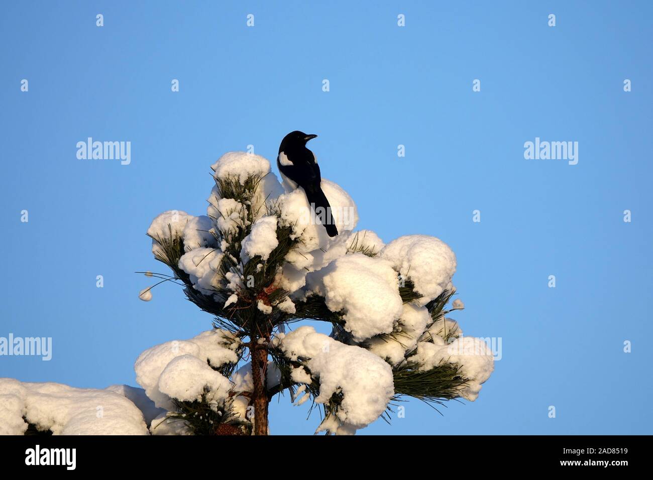 Magpie on black pine Stock Photo