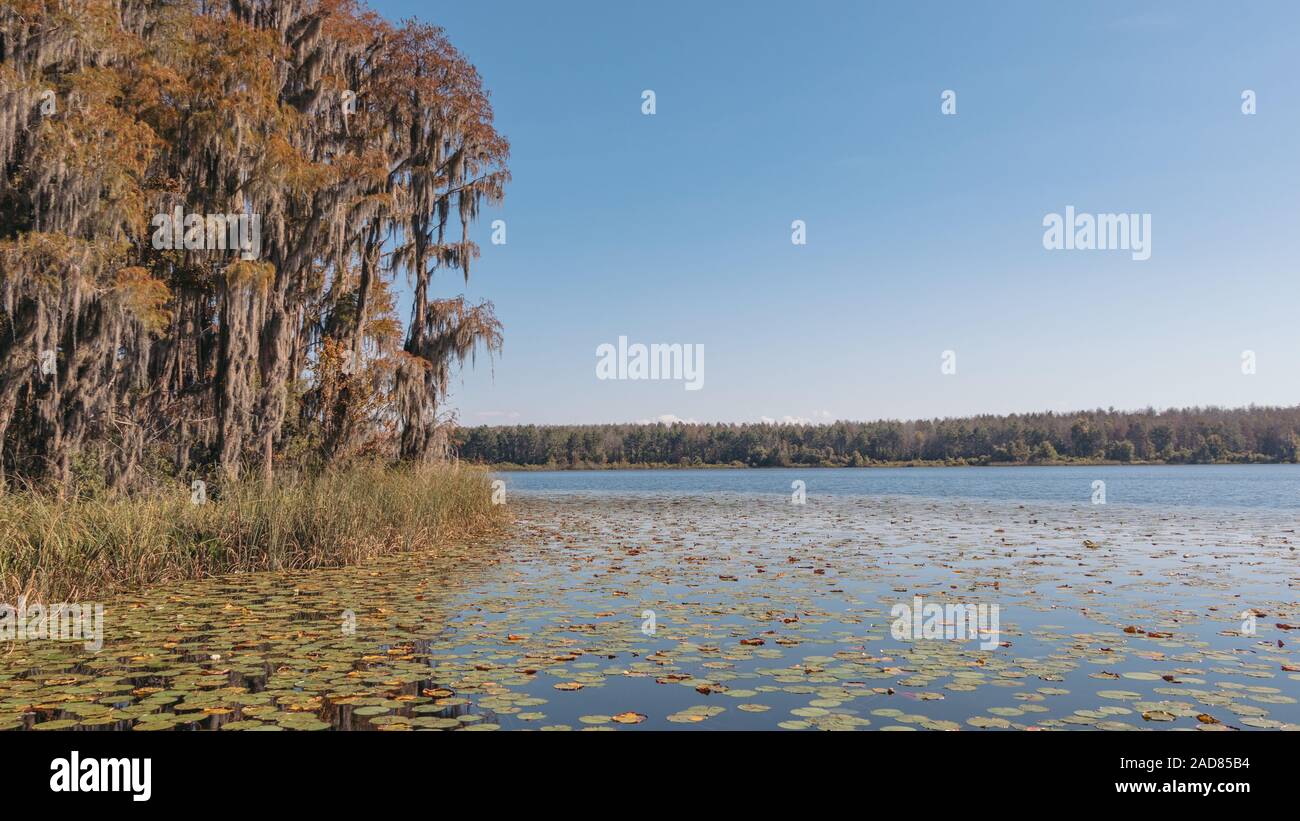 Lake Louisa State Park, near Orlando, Florida. View of Hammond Lake ...