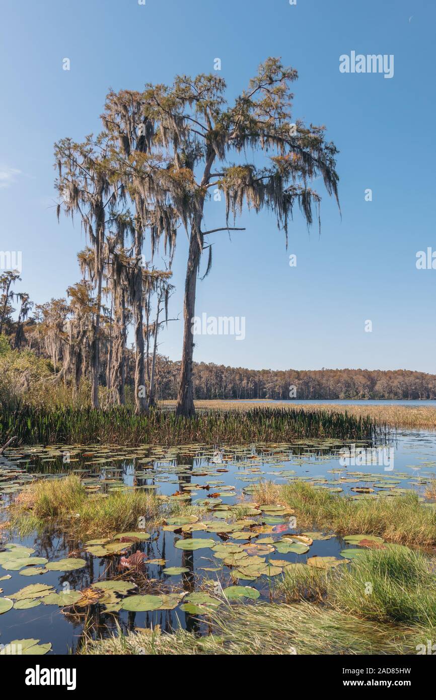 Lake Louisa State Park, Clermont, Florida. View of Dixie lake. Stock Photo