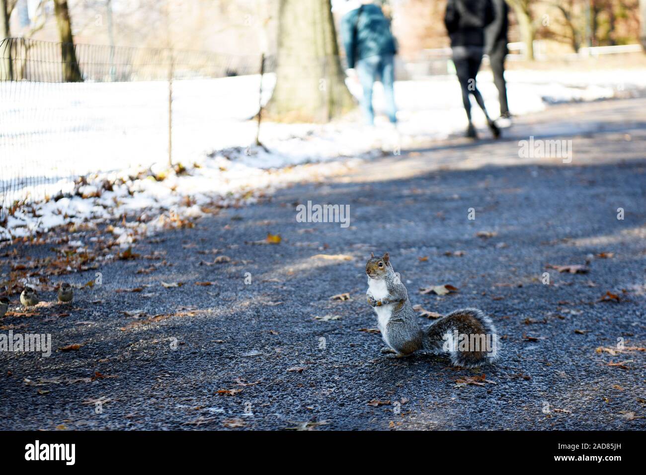 New York, USA. 3rd Dec, 2019. A squirrel is pictured after a snowfall in Central Park in New York, the United States, on Dec. 3, 2019. The first snowfall of the season hit New York City on Monday. Credit: Han Fang/Xinhua/Alamy Live News Stock Photo